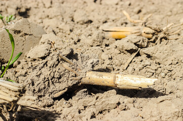 Biokraftstoff Bio Energie Kraftstoff Mais Feld Acker Anbau Boden Landwirtschaft co2 