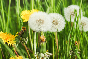 Löwenzahn Pusteblume Hintergrund Wiese essbare Blüten Blätter