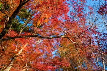 京都の毘沙門堂で見た、勅使坂の色鮮やかな紅葉と青空