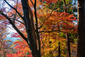 京都の毘沙門堂で見た、勅使坂周辺の色鮮やかな紅葉