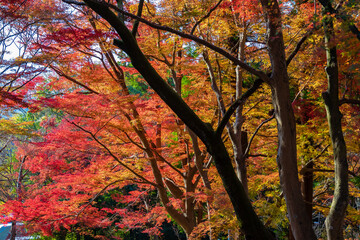 京都の毘沙門堂で見た、勅使坂周辺の色鮮やかな紅葉