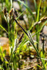 Blooming sedge Carex Nigra (Carex melanostachya) on shore of garden pond. Fluffy yellow caps on Black or common sedge against blurred background. Selective focus. Nature concept for spring design..
