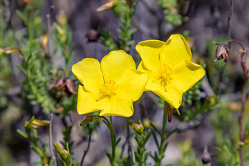 Yellow flowers of Fumana (needle sunrose). It is a small genus of flowering plants in the family Cistaceae. Fumana ericoides (Cav.) Gandg.,  Fumana procumbens or ericifolia