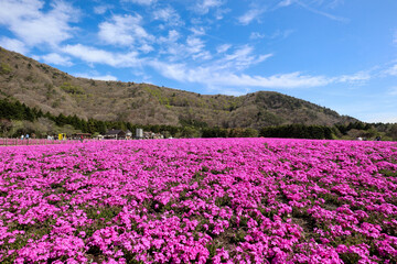 Fototapeta premium 【日本】富士の芝桜