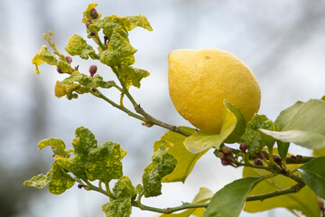 lemon tree branch with fruit, new shoots and leaves diseased by Tryoza erytreae. African citrus...