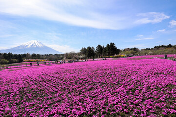 【日本】富士の芝桜