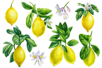  Set of watercolor illustrations of lemons. Branch ripe lemons with green leaves on a white background