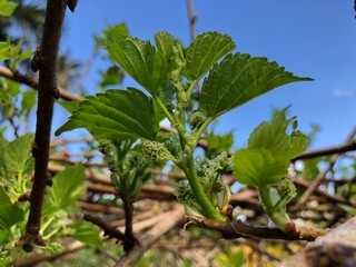 Fresh mulberries on the branch of mulberry tree