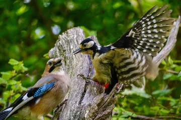 Foto op Aluminium Grote bonte specht en Gaai - Great spotted woodpecker and Jay © Holland-PhotostockNL