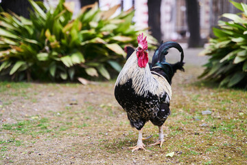 Black and white rooster stands on the lawn close-up