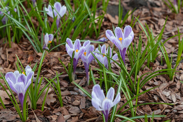 First spring flowers - crocuses grow in the garden