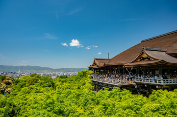 Fototapeta premium 新緑の清水寺