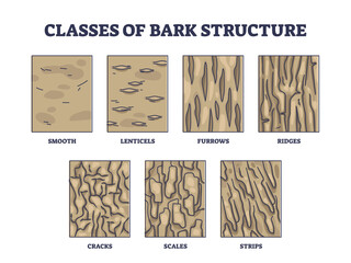 Classes of bark structure with biological visual division outline diagram. Labeled educational wood epidermis classification for trees vector illustration. List of cracks, scales, strips and smooth. - obrazy, fototapety, plakaty