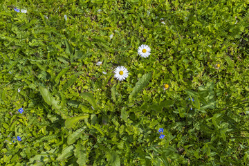Green grass with tiny white flowers background, natural green lawn top view