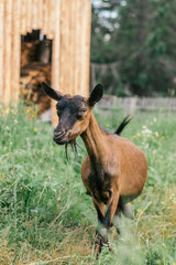 A brown goat graze in the backyard of the farm.Summer, rural simple life, positive vibes.