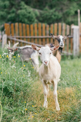 Obraz premium Goats of different colors graze in the backyard of the farm.Summer, rural simple life, positive vibes.