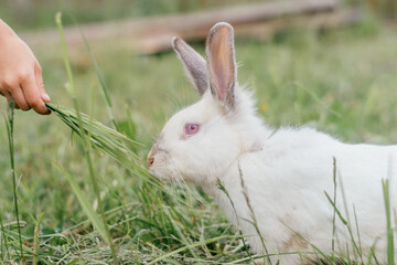 A pet albino rabbit eats from human hands, close-up.Summer, rural simple life, positive vibes.
