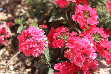 Pink flowers.