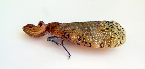 Lantern fly, peanut bug, alligator bug Fulgora laternaria from Peru isolated. Fulgoridae....