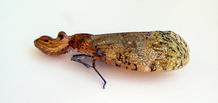 Lantern fly, peanut bug, alligator bug Fulgora laternaria from Peru isolated. Fulgoridae. Collection insects. Entomology.