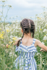 A dark-haired girl with pigtails in a blue and white dress walking among wildflowers in a blooming summer meadow,rear view.Childhood, summer, rural simple life, positive vibes.