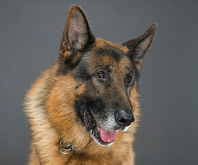 
handsome male german shepherd portrait close-up on gray background