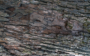 Old tree bark texture background. Gray and brown wood skin abstract background. Pattern of natural tree bark texture. Rough surface of trunk. Corrosion tree bark. Nature background. Carbon neutral.