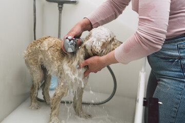 groomer washing dog in saloon