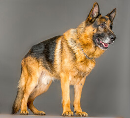 portrait of a male german shepherd in full growth on a gray background