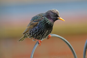 Fluffy starling