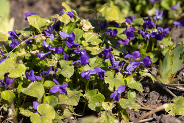 Bunch of blooming violets, also called Viola odorata or veilchen