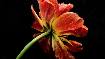 red orange tulip flower on black, back view
