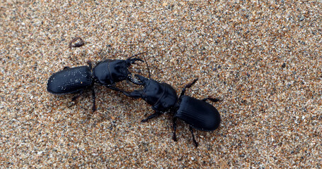 The battle of large predatory ground beetles with huge jaws on the sands of a Mediterranean beach. Scarites buparius. Carabidae. Coleoptera. Entomology