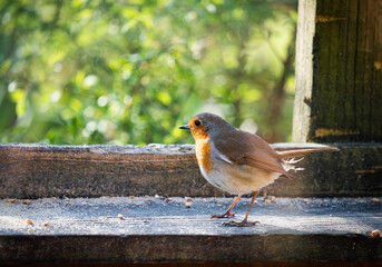 Robin in the morning at a feeding station in Wales
