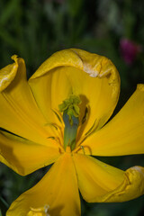 Fototapeta na wymiar Inside a tulip (Tulipa sp., family: Liliaceae).