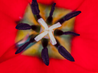 Inside a tulip (Tulipa sp., family: Liliaceae).