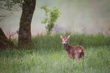 Junger Rehbock mit Korkenziehergehörn und zotteligem Fell sichert von Wiese