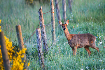 Eine Ricke sichert vor einem Weidezaun mit Stacheldraht auf einer morgendlichen Wiese © WildBlick