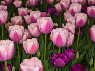 Obraz premium Tulips (Tulipa sp., family: Liliaceae).