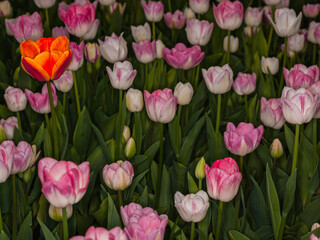 Tulips (Tulipa sp., family: Liliaceae).