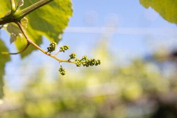 Albariño grape cluster in growth