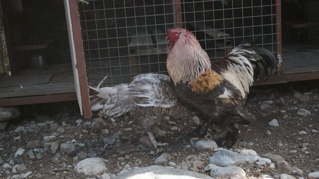 two roosters fighting outdoors near open cage
