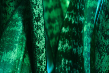 Green leaves of a houseplant photographed close-up, interesting natural abstract texture, beauty of nature