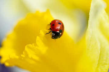 Closeup photography of ladybug on yellow petal.Springtime concept.