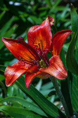 Lilium bulbiferum (family: Liliaceae. Western Alps). Common names: orange lily, fire lily, tiger lily.