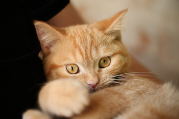 Funny ginger cat looking at his owner.