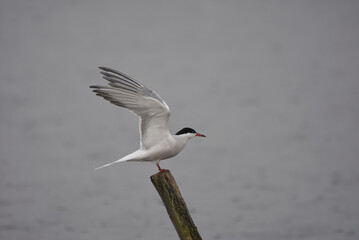 Common Tern on a Post