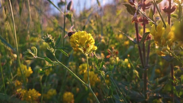 Bee wildflowers. A summer natural moment. Bright warm day. A bee collects nectar from yellow flowers. The concept of healthy spring honey. A worker bee flies from one flower to another in close-up