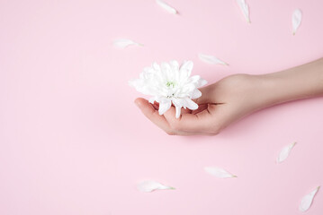 Fototapeta na wymiar Creative image beautiful groomed woman's hands with white flowers with copy space for promotion content on pink wall in minimalist style. Concept template feminine blog, social media, beauty concept