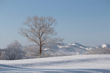 Single tree in a snowy winter Japanese landscape